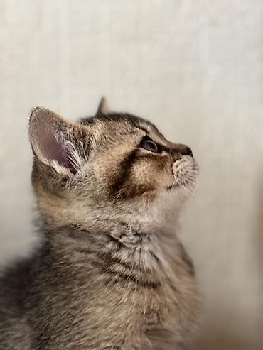 Pişiklər: British tipli pişik balaları - Cins: British Shorthair (şəkillərdə — 4