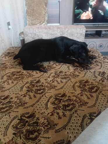 dog argentin: Doberman, 3 ay, Erkek