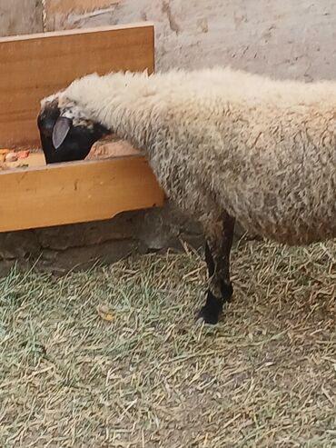 qurban qoyun sekilleri: Dişi, Qala, il: 1, Ünvandan götürmə