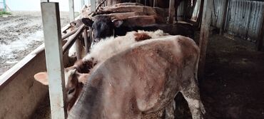 Коровы, быки: Продаю | Тёлка | Швицкая | Для разведения, Для молока | Племенные