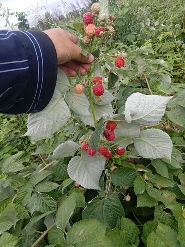 замороженная малина: Малина прямо из поле,всегда свежая.Поле находиться вблизи Бишкека