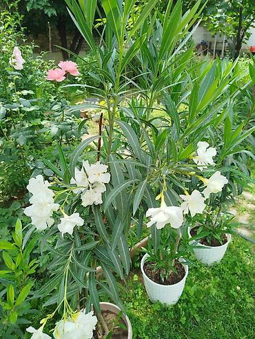 Другие садовые цветы и кустарники: ОЛЕАНДР 
ОЛЕАНДРЫ

Олеандр деревья 

саженцы 3х голичные

детки — 3