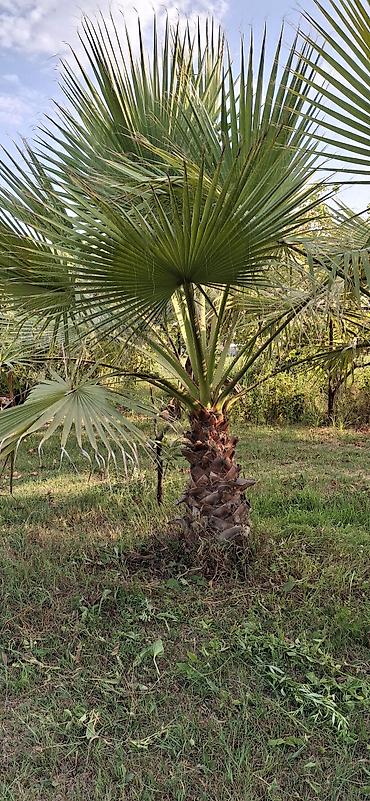 продать ковер бу: Washingtonia robusta (Meksika xurma palmisi) – açıq havada əkiləcək — 4