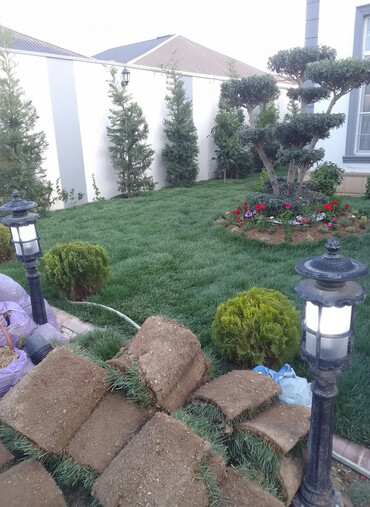 Şitillər: Qazon satışı enli yarpaq danimarka toxumuyla əkilmə qazon satışını -da lalafo.az — 1 Şitillər: Qazon satışı enli yarpaq danimarka toxumuyla əkilmə qazon satışını — 1