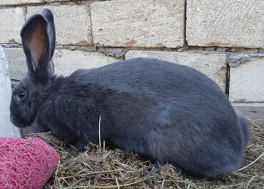 Dovşanlar: ALMAN PYOSTER və RİZEN CİNS DOVŞANLAR SATILIR. Pyoster-Xallı erkəy 6 — 9