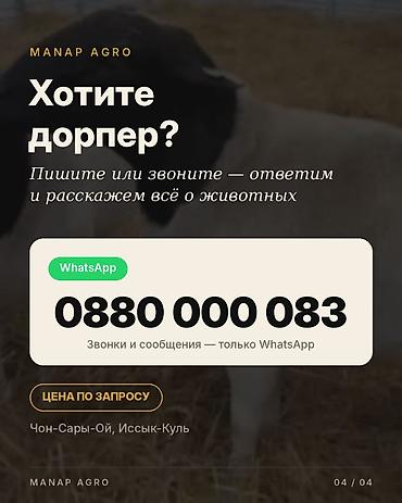 отдам животных в хорошие руки: Продаю | Ягненок | Для разведения | Племенные, Осеменитель, Матка — 4