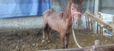 где можно купить телят симментальской породы: Продаю лошадь село кинеш цена 77.000 папа па