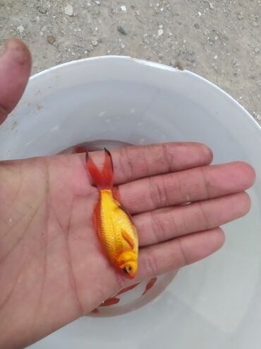 Balıqlar: Qızıl balıq, Sülhsevər, Ünvandan götürmə — 3