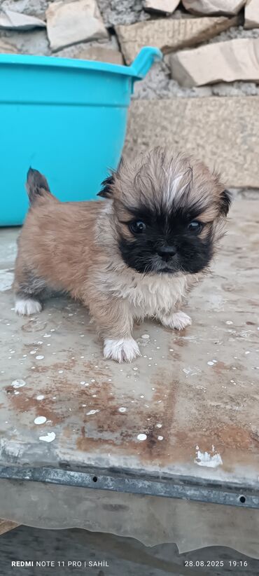 itlə barter: Pekines, 1 ay, Erkek