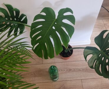 Филодендроны: Сциндапсусы,сансевиерии ва,алоказия,бегония макулата монстера — 10