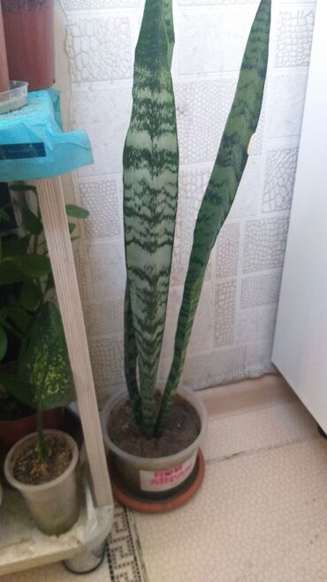 растение тропическая пальма: Сансив комнатный