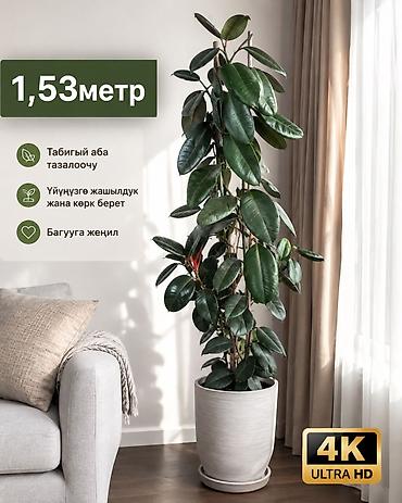 Фикус эластика (резиновое дерево) в напольном горшке. - Крупное