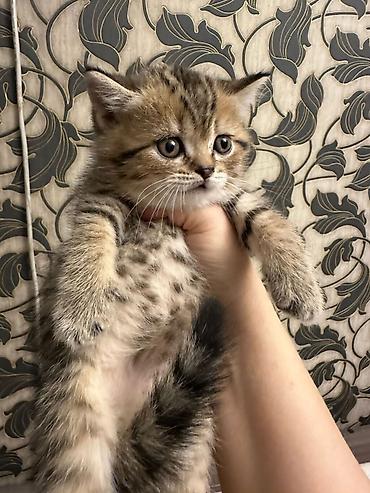 Pişiklər: Şotland, Erkək, Dişi, Yaxşı əllərə, Ödənişli çatdırılma, Ünvandan götürmə, Rayonlara çatdırılma — 10