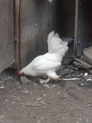 Xoruzlar: Yaponka xoruz 8 alıqdı aktiv sağlam xoruzdu təkdi — 3