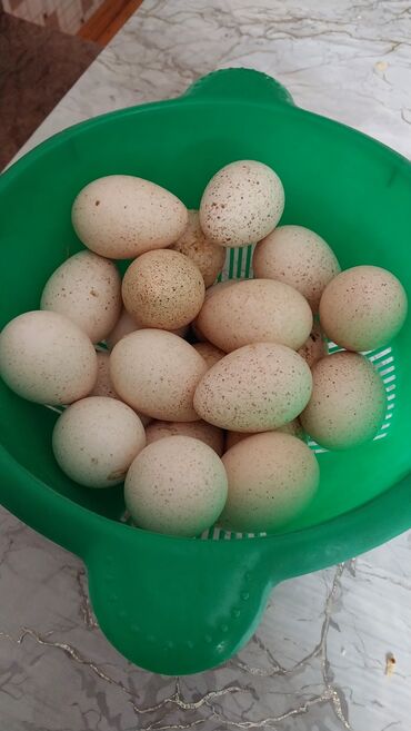Yumurta: Amerkan bronz Hiduşka yumurtası 
3 manat