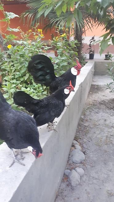yerli kecilər: Minorka 1 xoruz 2 Yumurtayan Fərə. Cəm 140 Manat. BARTER VƏ YUMURTA — 1