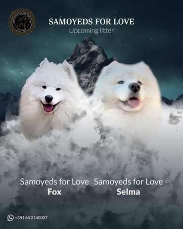 pomeranac cena srbija: Dobrodošli u Samoyeds for love, registrovanu odgajivačnicu samojeda