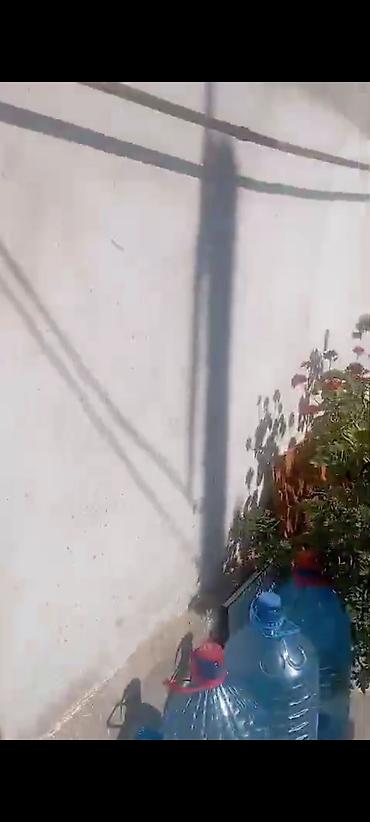 bitki guli: Sabunçuda orta təmirli ev satılır təcili 19 minə istiyən olsa — 1