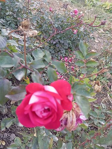 Другие садовые цветы и кустарники: Саженцы садовых роз и хризантем - Розы чайно-гибридные/флорибунда — 10