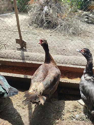 qaz ve ordek satisi: Qiymən 25 başliyir hamisi cins heyvanlardi, 2 ədəd dişi macar, 1 — 2