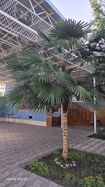 isiq generator satilir: Xurma palmisi (Trachycarpus fortunei) – həyət və bağ üçün dekorativ — 2