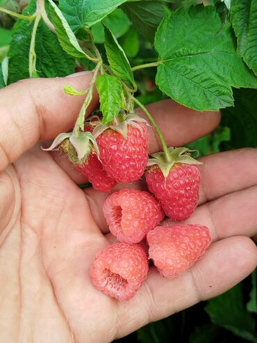 Фрукты и ягоды: √ Мапема Полонез кочот малина сажены √Элитный сорт 100% таттуу бийик — 6