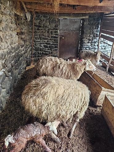 Qoyunlar, qoçlar: Beş ana beş bala sort heyvanlar satılır hammısı sağlam -da lalafo.az — 4 Qoyunlar, qoçlar: Beş ana beş bala sort heyvanlar satılır hammısı sağlam — 4