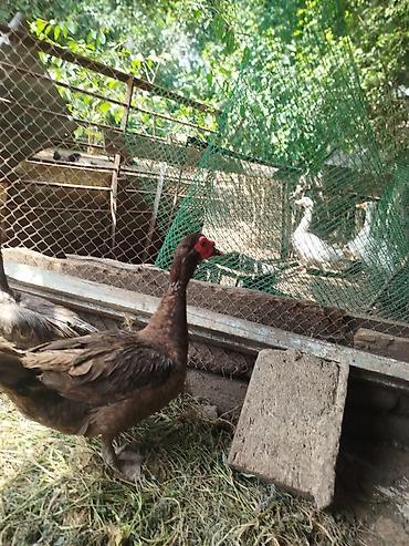 qaz ve ordek satisi: Qiymən 25 başliyir hamisi cins heyvanlardi, 2 ədəd dişi macar, 1 — 1