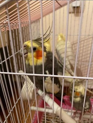 goyercin satisi: Dagstan sortu cute hazir erkek disi korellar satlir saglam quslardi — 2