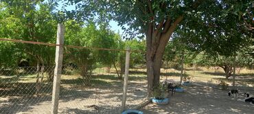 Həyət evləri və villaların satışı: 3 otaqlı, 100 kv. m, Orta təmir — 7