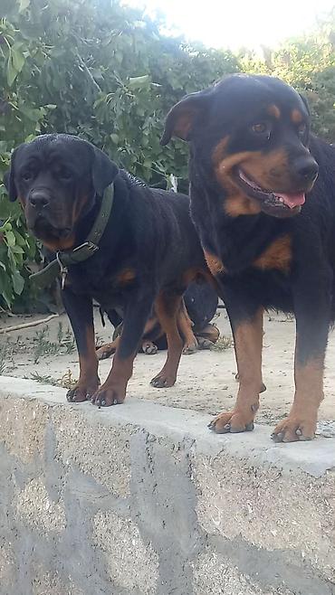 İtlər: Rotveyler, 2 ay, Erkək, Peyvəndli, Ünvandan götürmə — 22