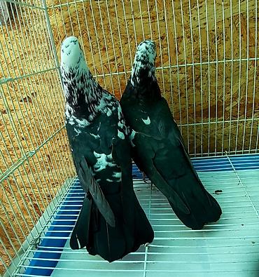 А/ч жаныбарлары үчүн тоюттар: Штука от 300-700 сом — 3