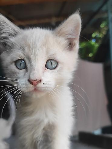отдам сфинкса: Ищут добрые руки! 4 очаровательных котёнка — 2 месяца Эти малыши — 4