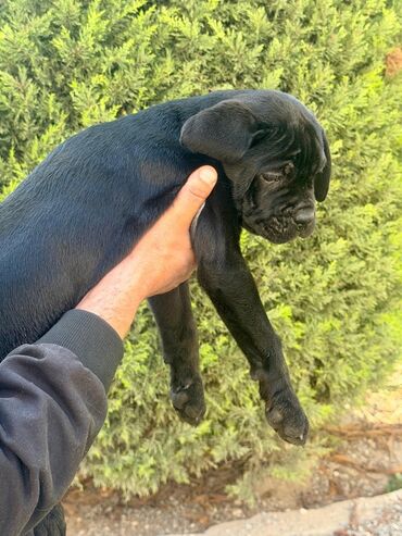 İtlər: Kane-Korso, 2 ay — 4