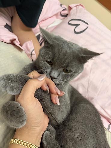 Продажа кошек: Шатланский кошек домашный очен чистоплотны — 1