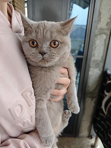 Продажа кошек: 2 месяца, Девочка, Приучена к лотку at lalafo.kg — 11 Продажа кошек: 2 месяца, Девочка, Приучена к лотку — 11