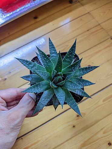 otaq bitkiləri: Aloe Aristata. Tam sağlam, problemsiz. Baxımı çox sadə. Torpaq — 3