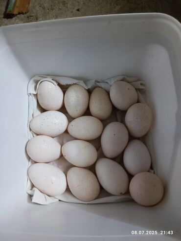 Hindusqa yumurtaları