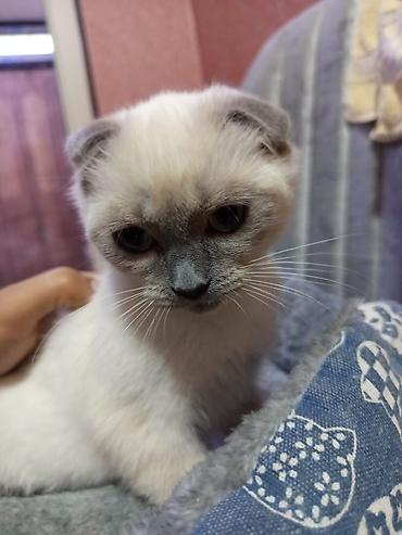 Pişiklər: Britan — 11