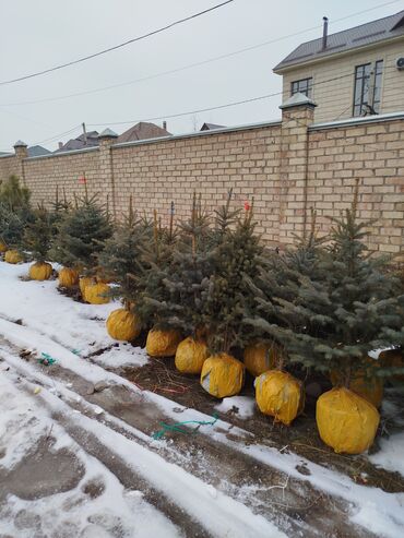 Декоративные деревья: Саженцы деревьев: Туя, Ель, Сосна, Самовывоз, Бесплатная доставка, Платная доставка