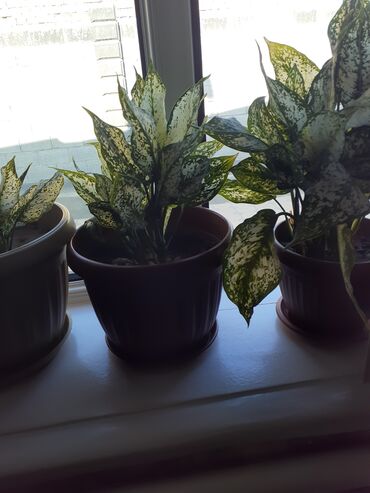 Замиокулькас (Долларовое дерево): Продаю комнатные цветы срочно только оптом цена договорная — 10
