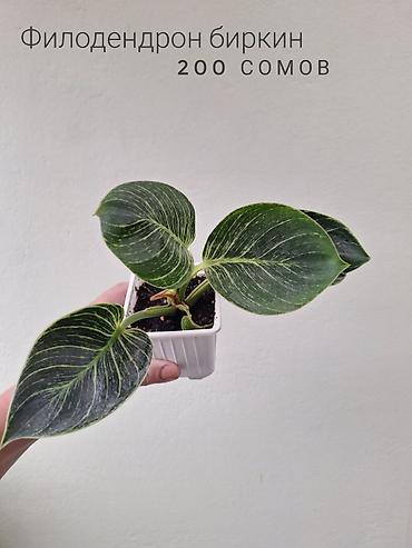 растения в аквариум: 🌿 Комнатные растения/цветы (детки/молодые растения). 🪴 Названия и цены — 5
