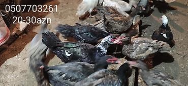 Ördəklər: - Növ: Lal ördək, amerikan sortu (Muscovy ducks). - Rənglər: tünd, ağ — 18