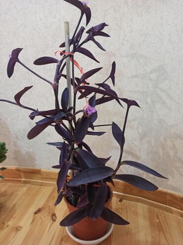 Otaq bitkiləri: Masazır ev gülləri — 11