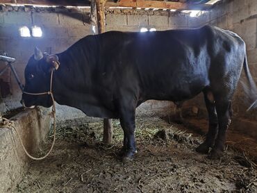 айрширская порода коров цена: Сатам | Бука (эркек) | Союуга