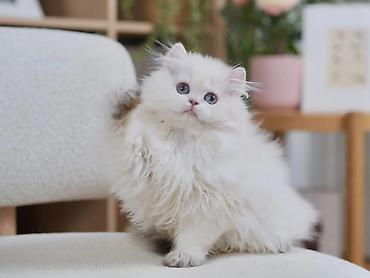 Pişiklər: Britan — 4