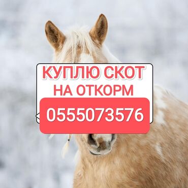 баран на продажу: Куплю | Коровы, быки, Лошади, кони, Другие с/х животные | Круглосуточно, Любое состояние, Забитый