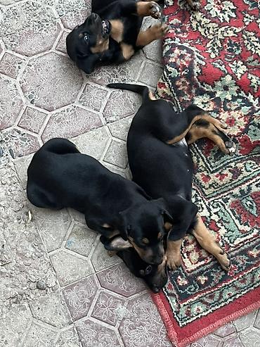 dişi doberman: Doberman, 1 ay — 6