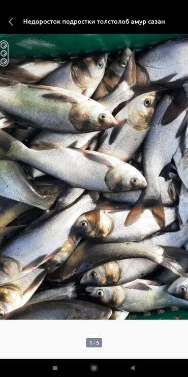 Рыбы: Продаю рыбу толстолобик замороженные 0.450грамовые 200кг