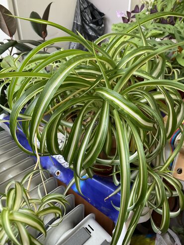 Фикусы: Продаю комнатные цветы, выращенные с душой, ухоженные и здоровые. В — 5